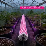 150W Intercanopy & Under Canopy Grow Light - Tube light glowing red in greenhouse over potted tomato plants